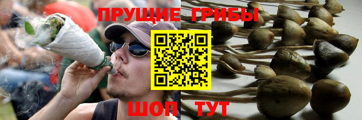 Кашира  Псилоцибиновые грибы GOLDEN TEACHER  Вход с VPN  Галлюциногенные грибы Psilocybine cubensis 